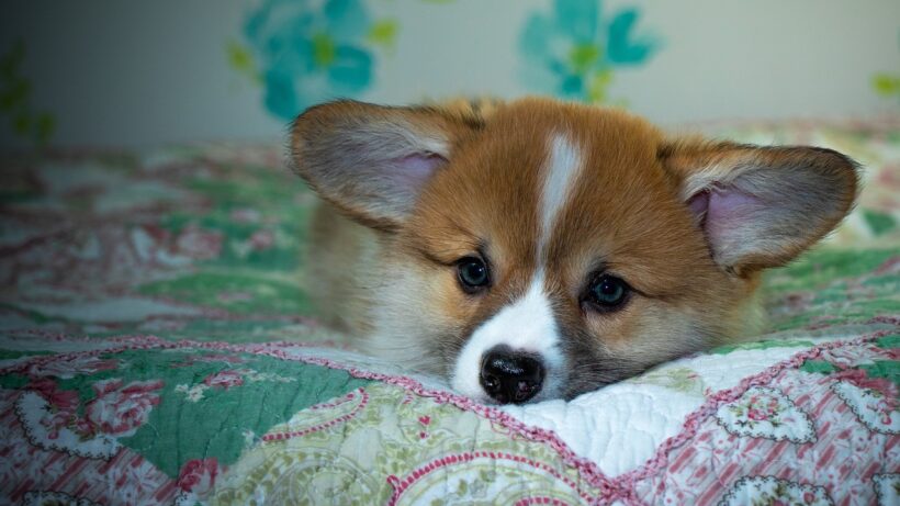 Exploring 99exch: A Comprehensive Review of India's Leading Digital Trading Platform